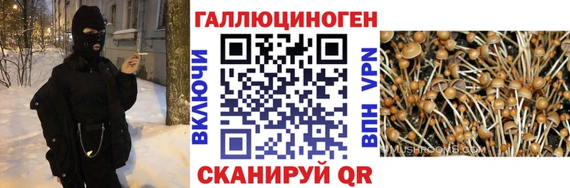 Галлюциногенные грибы Psilocybine cubensis  купить  цена  Мамоново 